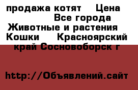 продажа котят  › Цена ­ 15 000 - Все города Животные и растения » Кошки   . Красноярский край,Сосновоборск г.